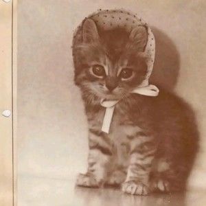 Meet your Posher, Madii